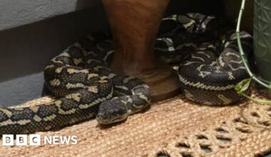Australian woman wakes to find massive python on her chest