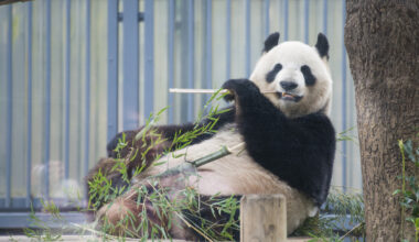 Japan to lose all of its pandas by the end of January