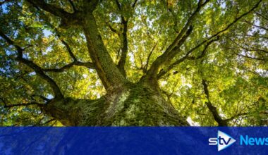 Council to plant more trees to help lower emissions in Glasgow