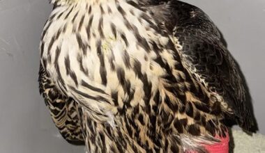 Update on the shot Peregrine in Strabane, Northern Ireland – Raptor Persecution UK