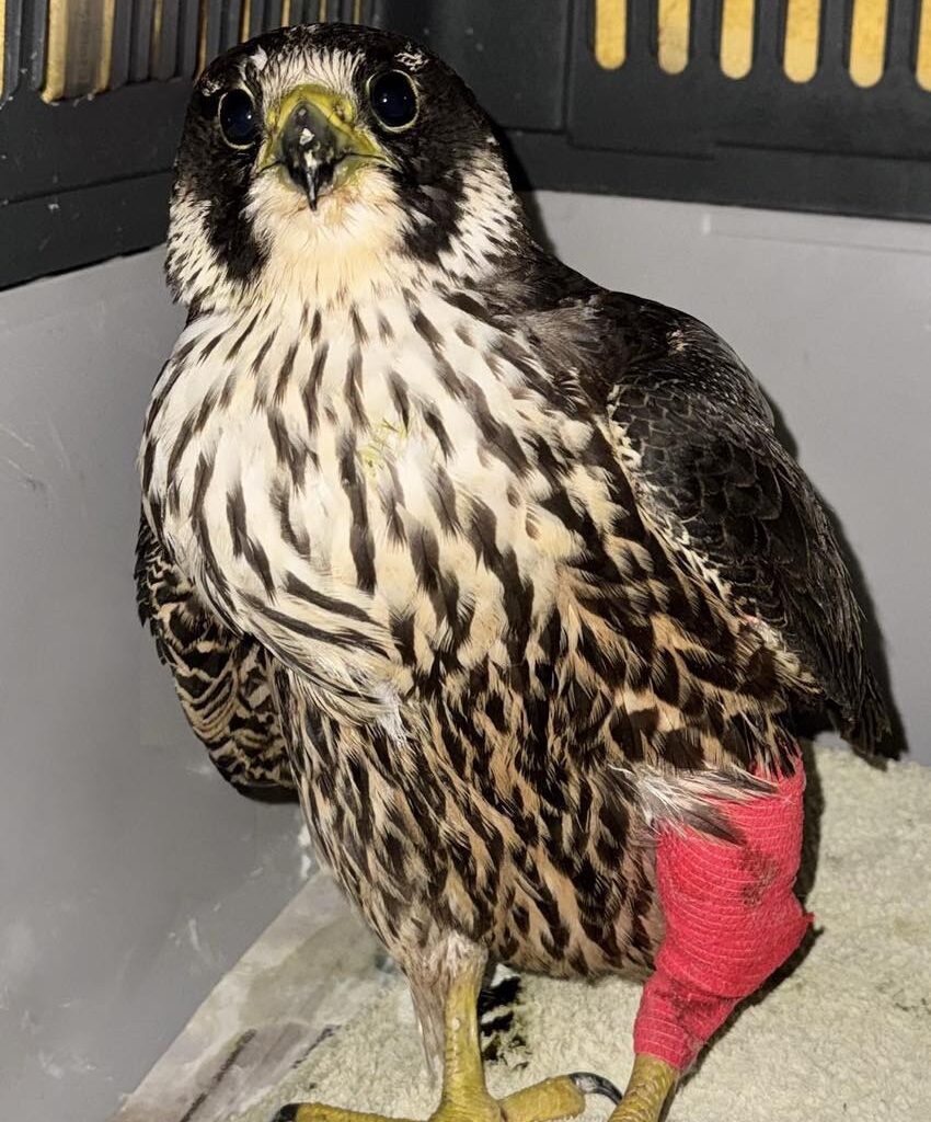 Update on the shot Peregrine in Strabane, Northern Ireland – Raptor Persecution UK