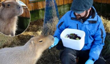 ‘They’re extremely docile, really chilled out’: Capybara feeding experience draws visitors from NI and beyond to Co Down aquarium