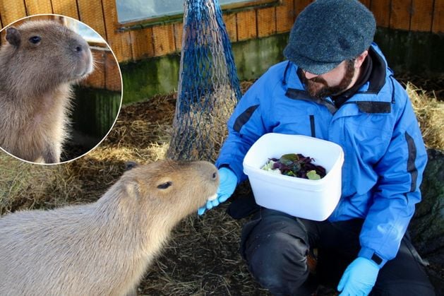 ‘They’re extremely docile, really chilled out’: Capybara feeding experience draws visitors from NI and beyond to Co Down aquarium