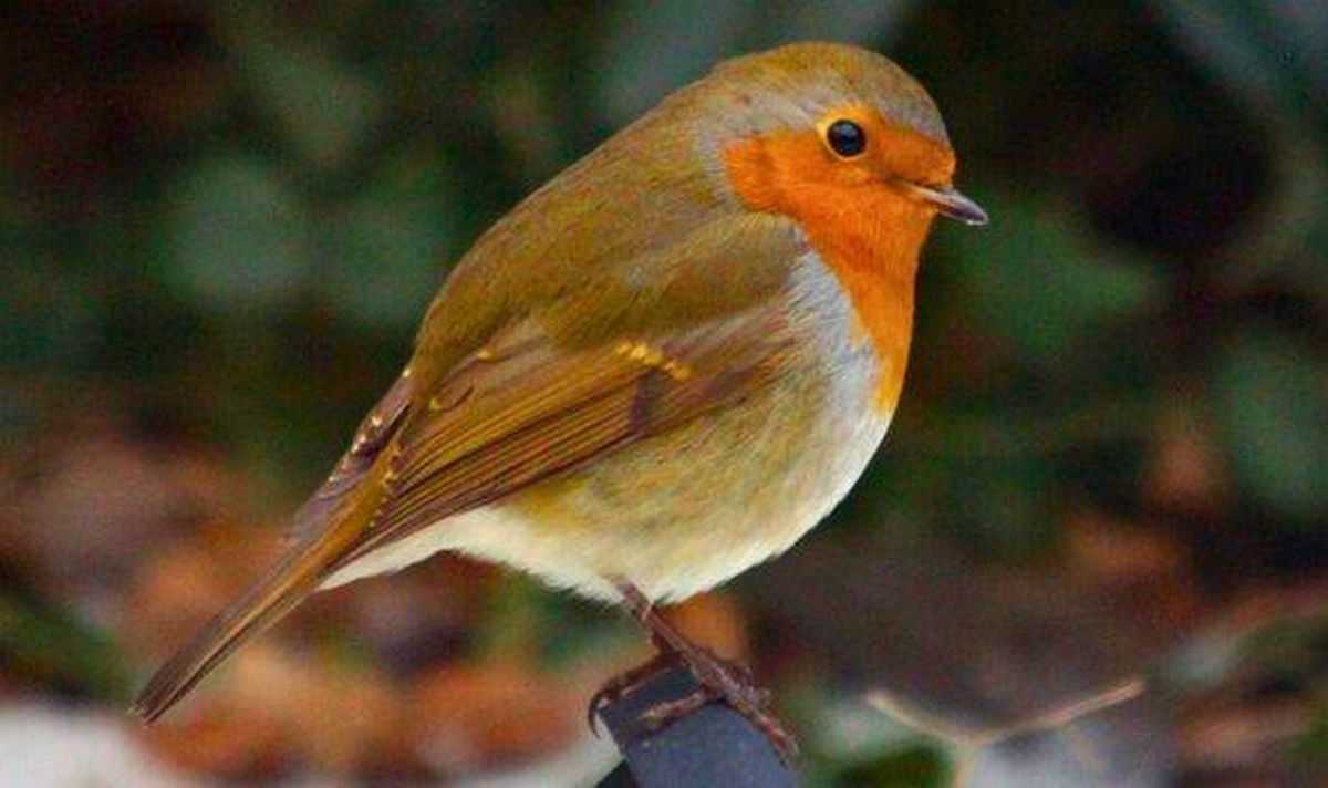 Picture of a happy robin in winter