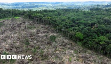 Nature loss is a national security risk, intelligence groups warn