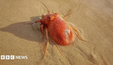 The suspension bridge seen from one side and below, along a path with view of the river below and a stone and wooden house to the left. The bridge is lit in warm yellow light