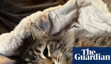 Sick cat taken by Amazon delivery driver is returned to Yorkshire family | Yorkshire