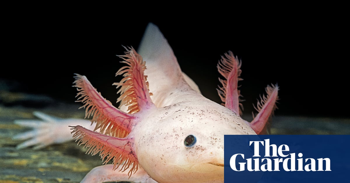 ‘Every time I look at one, I smile!’: how axolotls took over the world | Wildlife