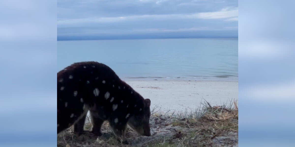 Woman Recording Her Swim Accidentally Captures Video Of Extremely Rare Animal