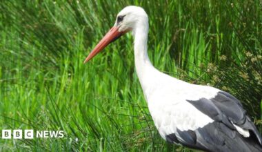 A white stork is seen in front of some grass