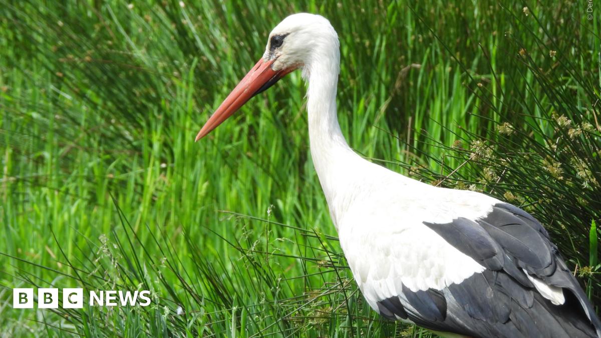 A white stork is seen in front of some grass