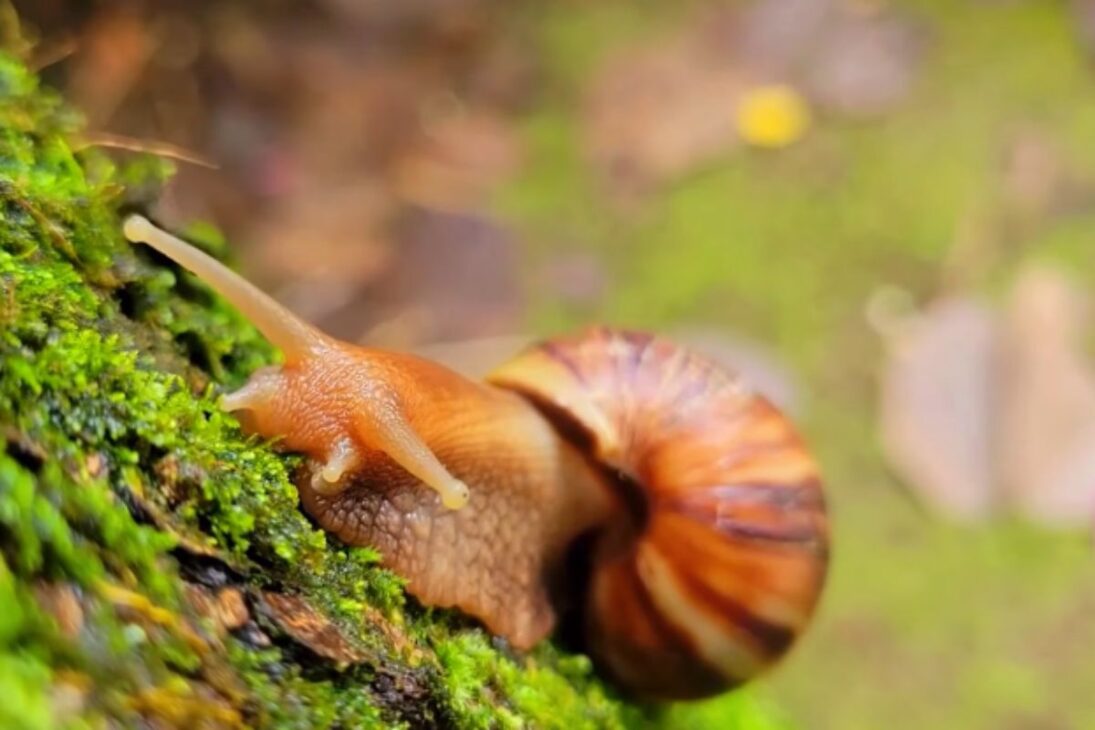 In Florida, the giant snail and the giant African snail, an invasive species, spread brain parasites and cause damage.