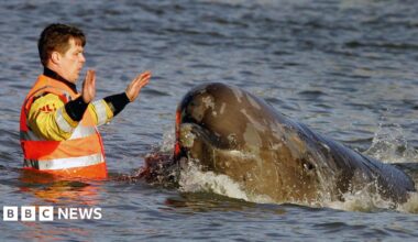 A man wearing orange and yellow waterproof clothing standings in the water with his hands in the air as a large whale swimming past him