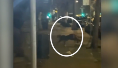 Mountain lion seen prowling around residential San Francisco neighborhood