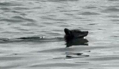 Coyote gains weight after making daring swim to Alcatraz