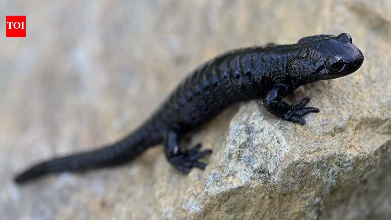 Meet the Alpine Salamander: Nature’s record holder for longest pregnancy |