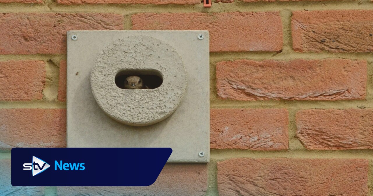 Swift bricks to be installed on all new buildings in Scotland