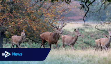 The lynx effect: Smell of predators enough to curb deer browsing, study finds