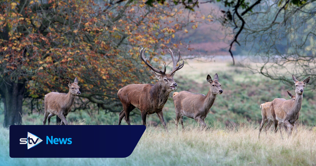 The lynx effect: Smell of predators enough to curb deer browsing, study finds