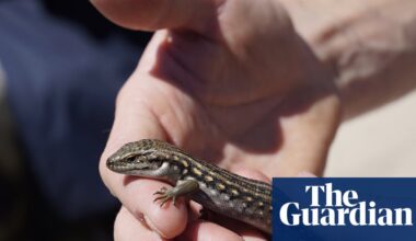 Nursing a skink: endangered alpine lizard numbers set to rise after Omeo falls pregnant in Victoria | Reptiles