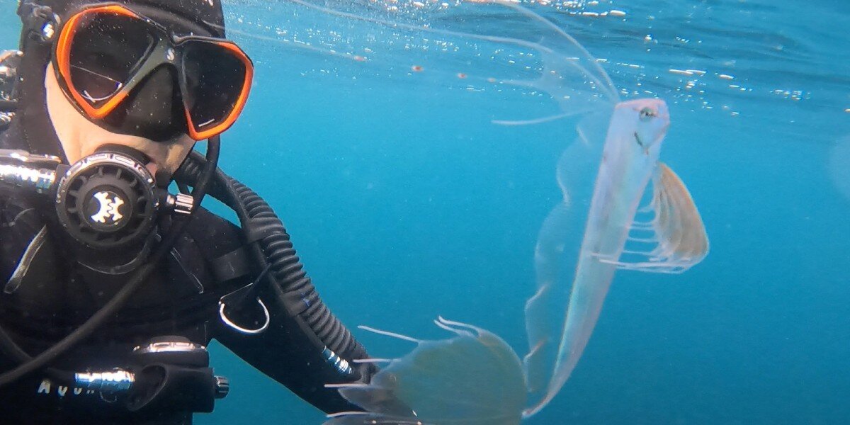 Diver Shocked When He Spots Rare Deep Sea Fish In Only 15 Feet Of Water