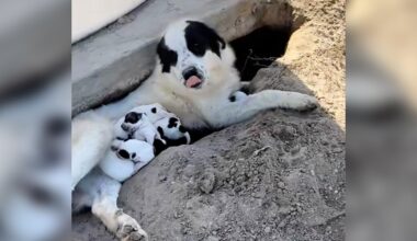 Rescuer Goes To Save Dogs Abandoned In Orchard And Ends Up With 10 Newborn Puppies