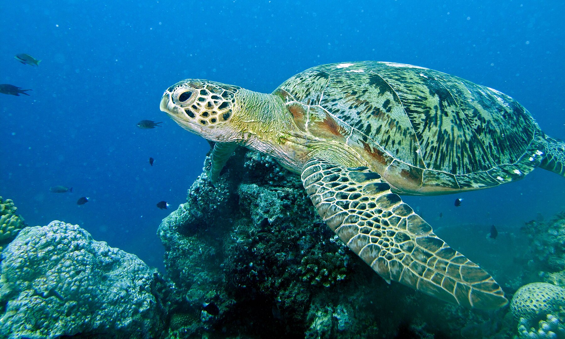 A green turtle. Image by Bernard DUPONT via Wikimedia Commons (CC BY-SA 2.0).