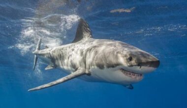 Fresh concerns over great white sharks in the Mediterranean, general threat in the Balearics