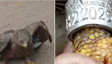 Rare black-winged kite from Brussels rescued by farmer at Assin Breku