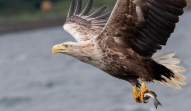 White-tailed eagle reintroduction project consultation to be held