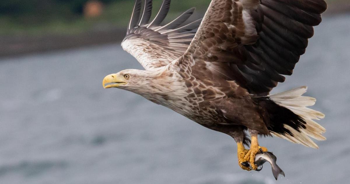 White-tailed eagle reintroduction project consultation to be held