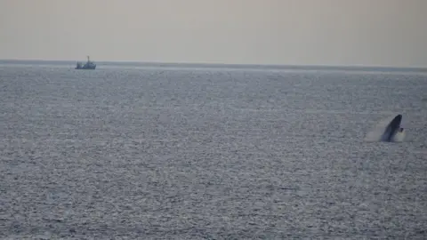 IWDG North Atlantic Right whale swimming off Donegal coast with boat in background