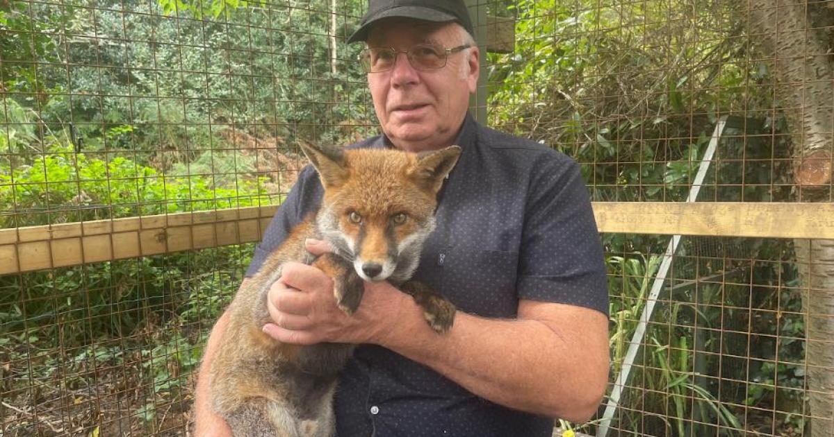 Fox sanctuary owner faces order to remove animals from home