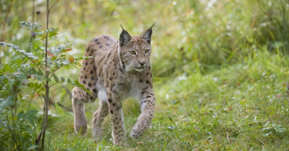 Scots to consider reintroduction of lynx to Highlands