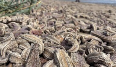 Confusion over mass stranding of starfish on Edinburgh beach