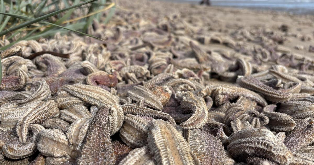 Confusion over mass stranding of starfish on Edinburgh beach
