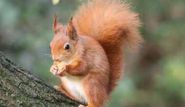 250,000 red squirrels spotted in Scotland in major milestone
