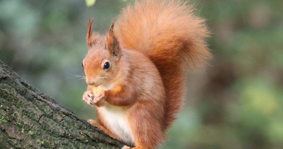 250,000 red squirrels spotted in Scotland in major milestone
