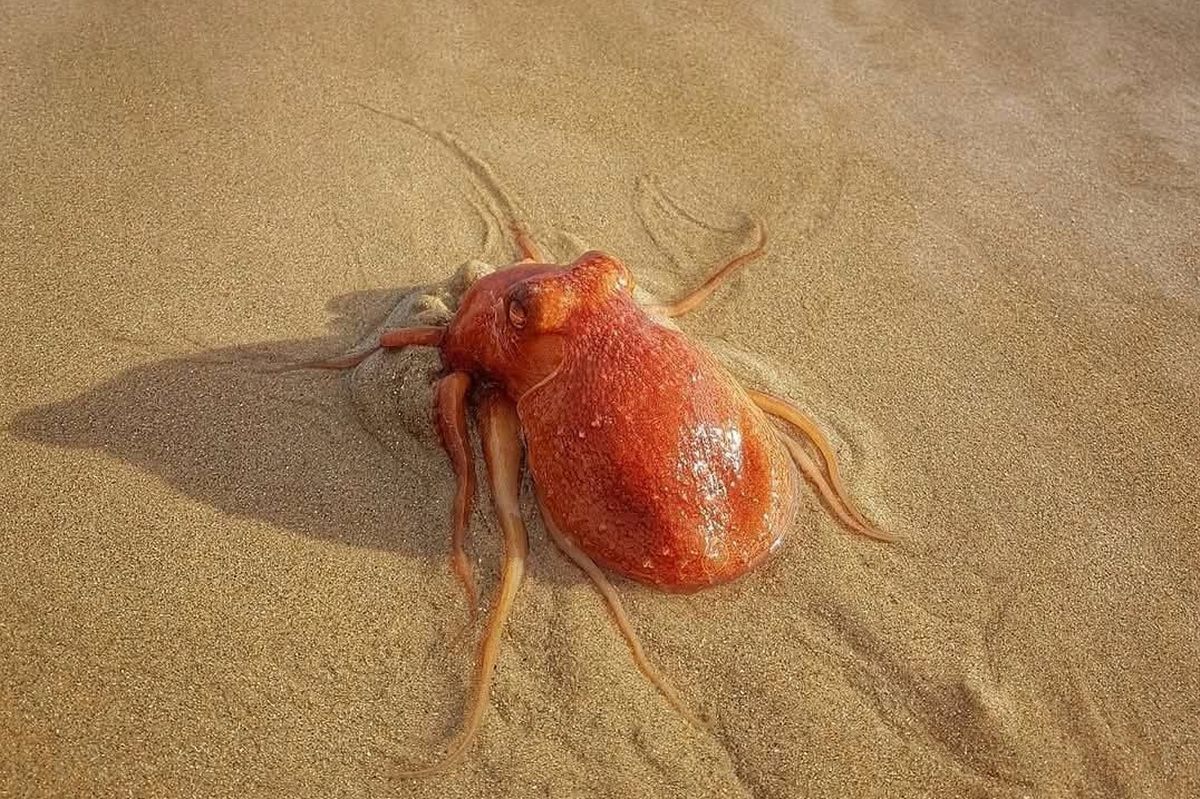 Orange octopus on sand 