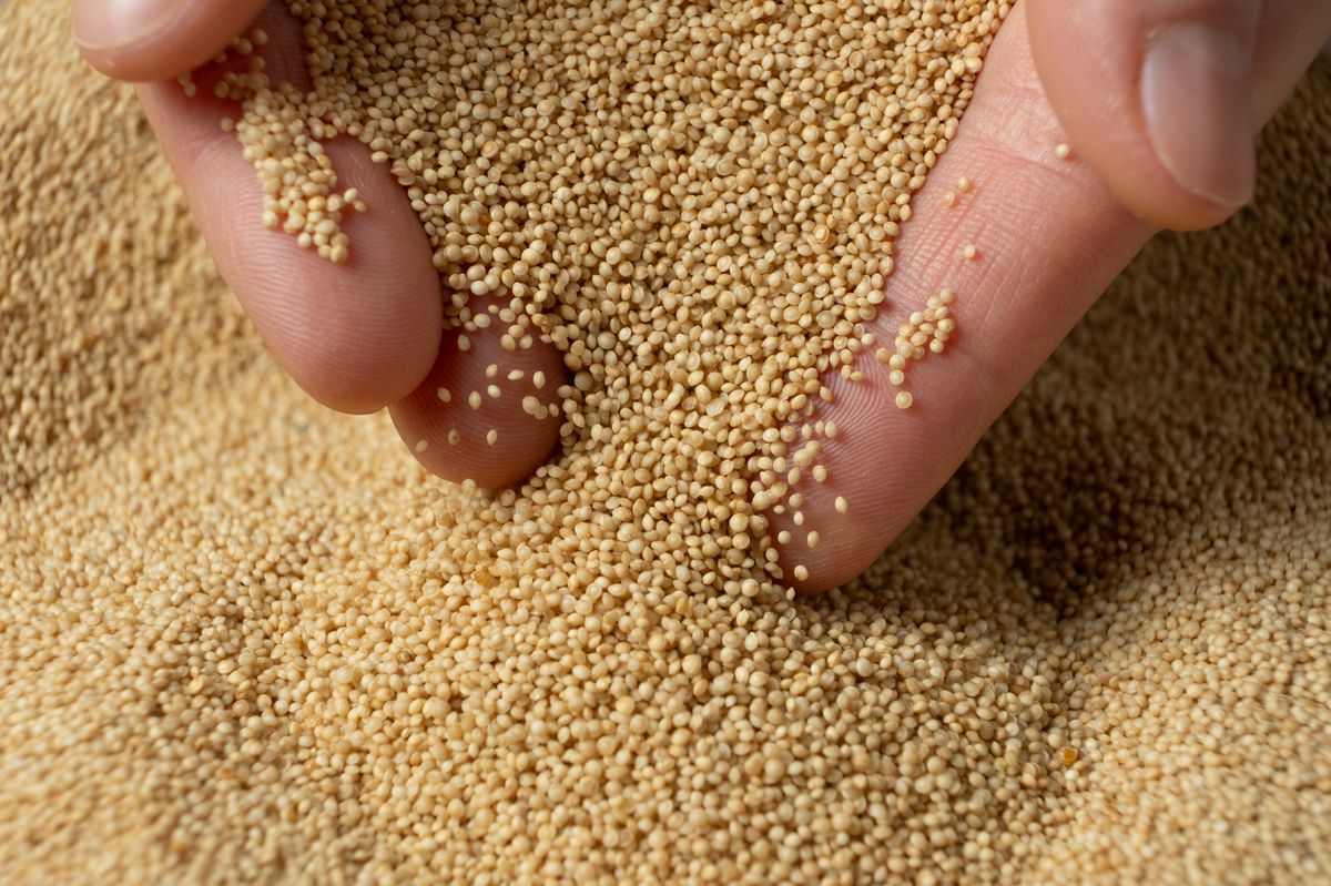 Hands pouring organic amaranth grains close-up