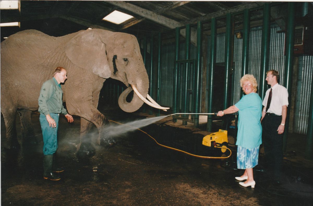 Jonathan washing an elephant at Knowsley Safari Park with Mayoress of Sefton at the time