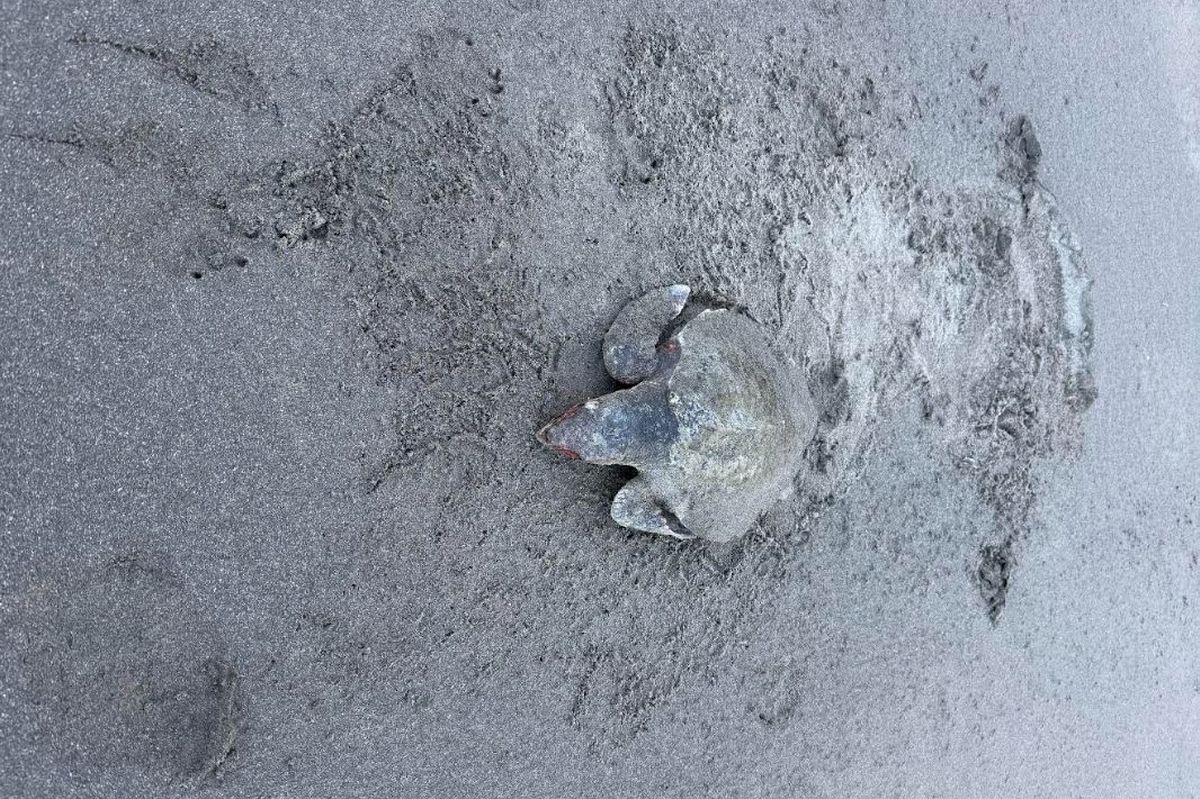 Kemp's ridley sea turtle was spotted on Newport Sands in Pembroke
