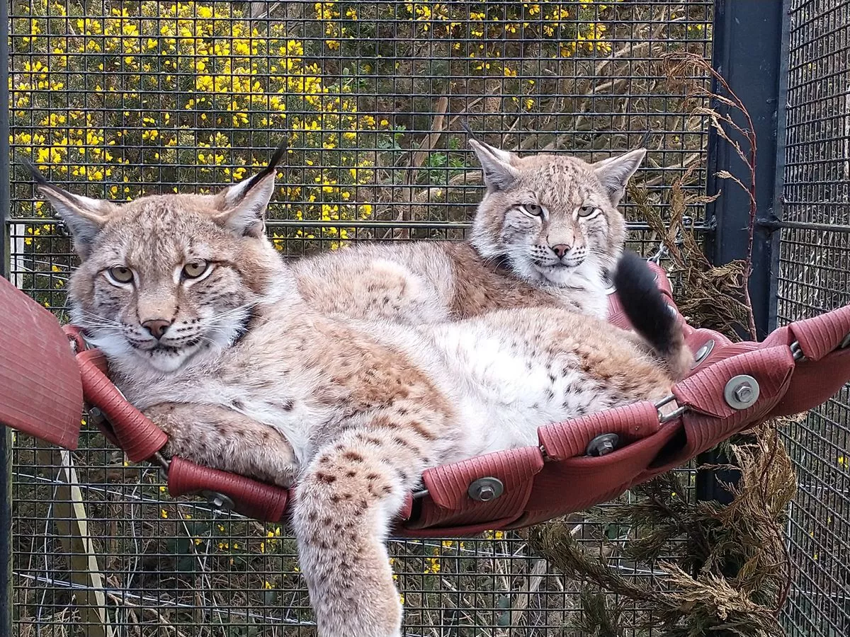 Highland Wildlife Park lynxes