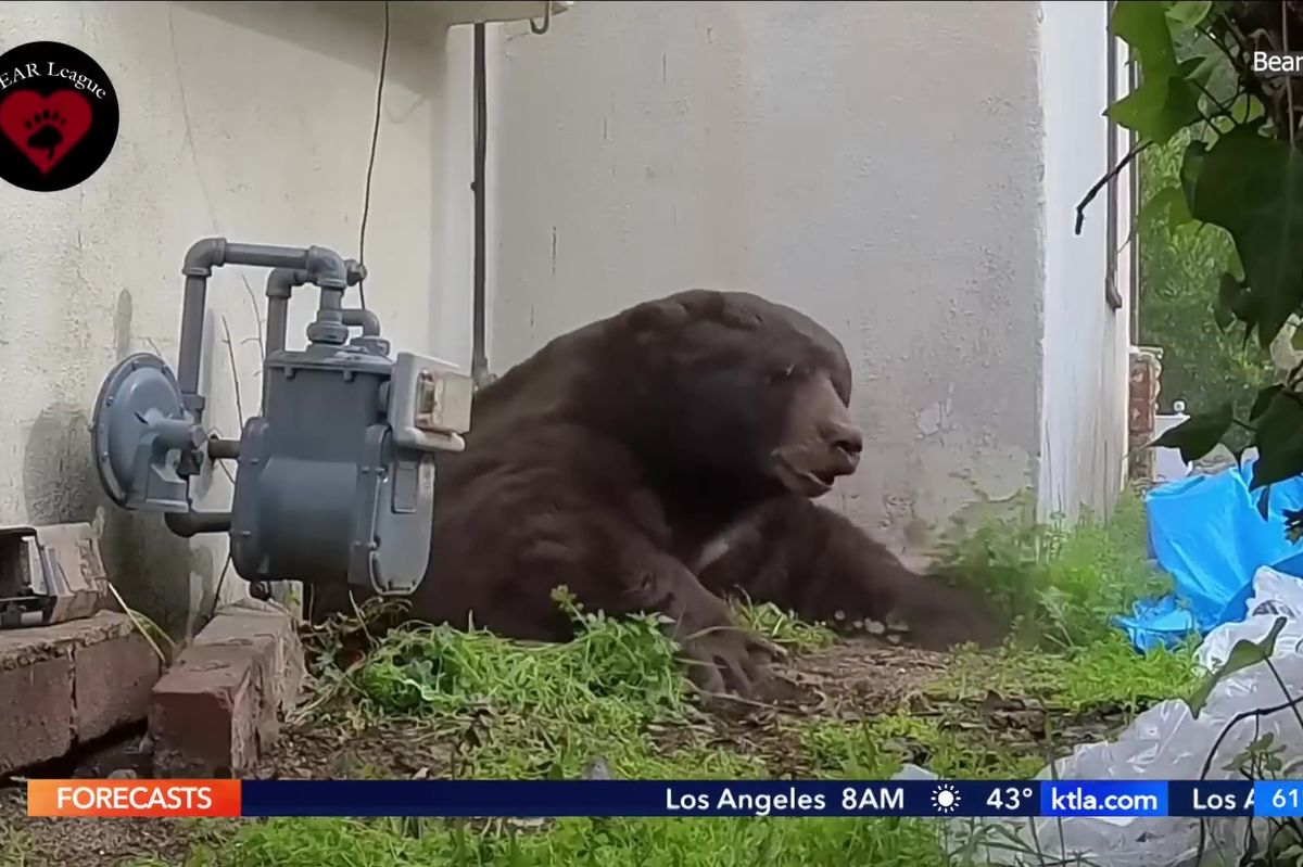 A picture of the black bear emerging from its den