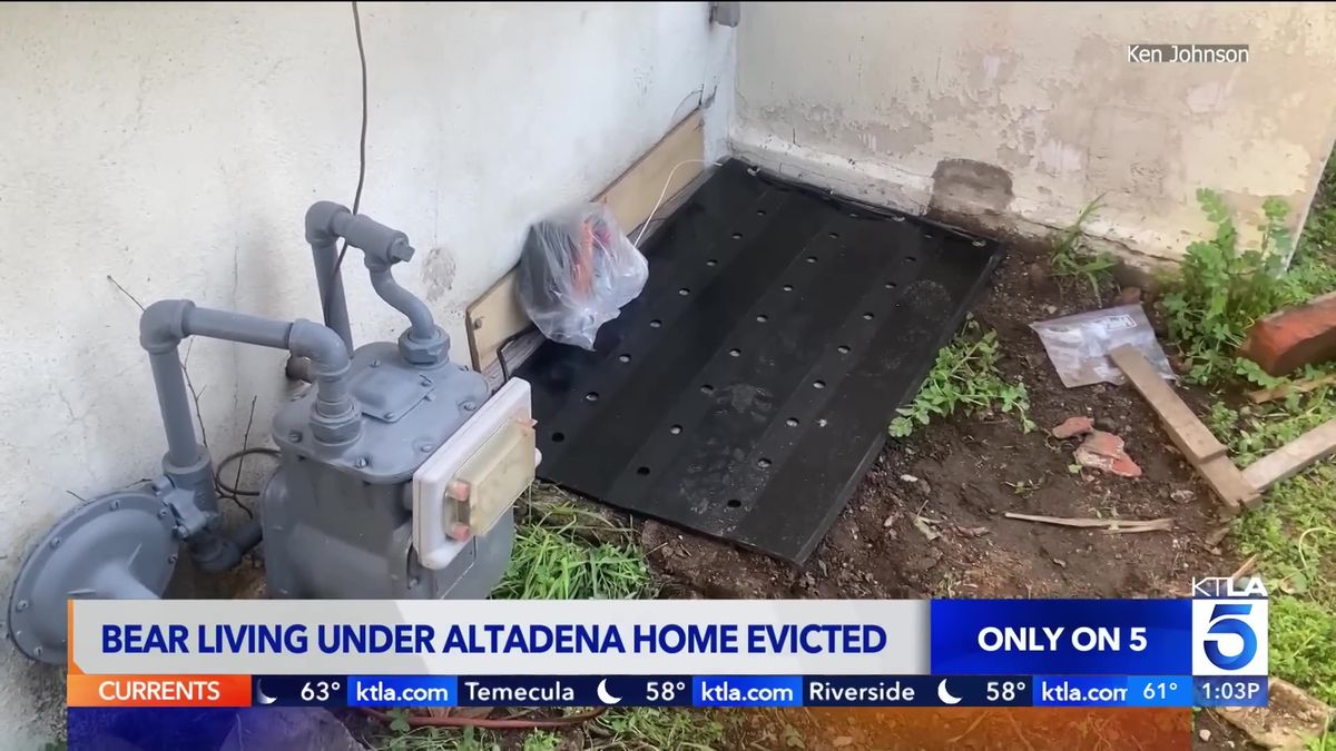 A picture of a device which delivers an electric shock to the bear if it tried to return to its den under the house