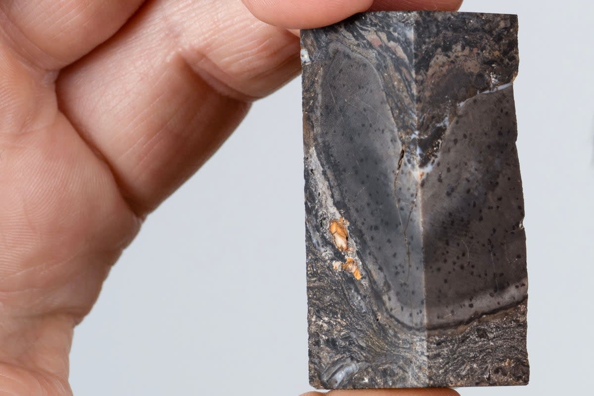 The prototaxites fossil was found in Aberdeenshire (Neil Hanna/PA)