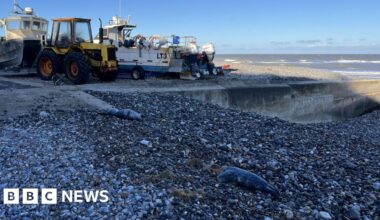 Cromer seal deaths on beach not suspicious, says wildlife charity