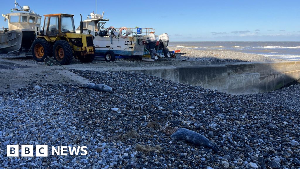 Cromer seal deaths on beach not suspicious, says wildlife charity