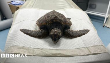A picture of a loggerhead turtle that washed up on the beach. It is laid on a table in a vet room.