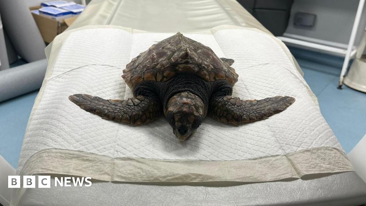 A picture of a loggerhead turtle that washed up on the beach. It is laid on a table in a vet room.